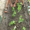 Aardbeien verplanten