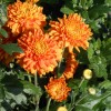 Chrysant