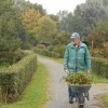 Kruiwagens vol met snoeiafval